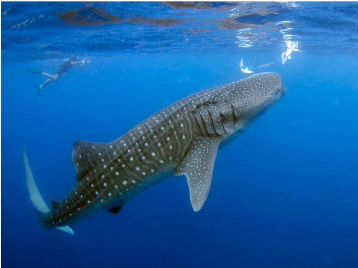 Swimming with Whale Sharks on Isla Mujeres