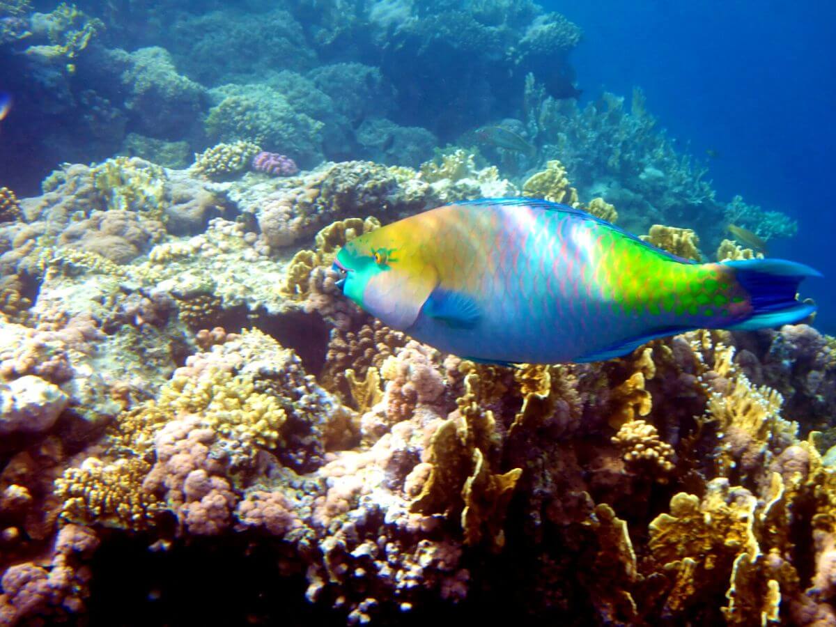 A Parrot fish swimming over the reef in Isla Mujeres