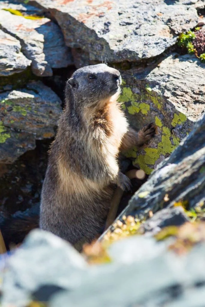 What Is Dia De La Candelaria? How Is It Celebrated In Mexico 15 Groundhog day
