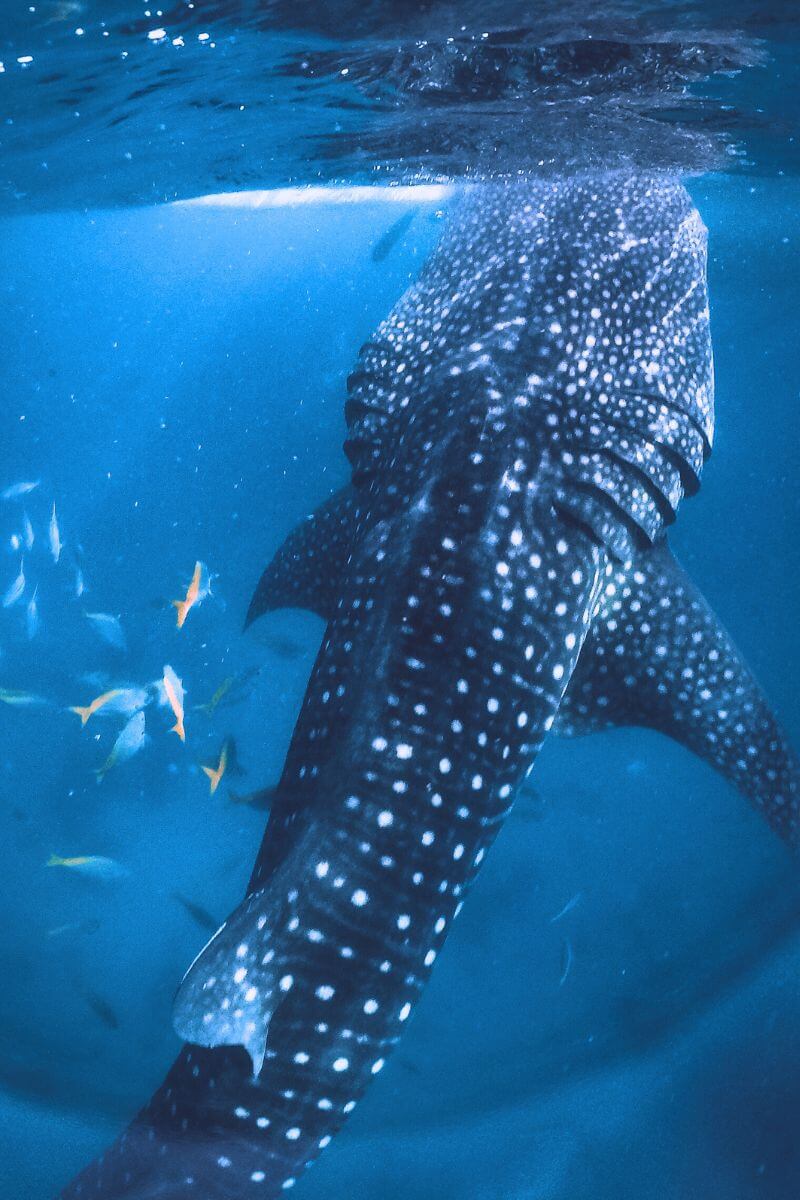 A whale shark reaching the surface of the ocean, surrounded by smaller fish.