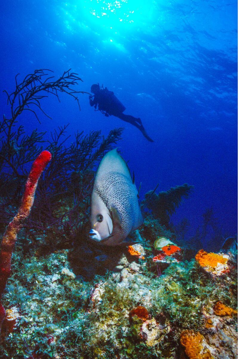 An Angelfish on the reef off Cozumel.