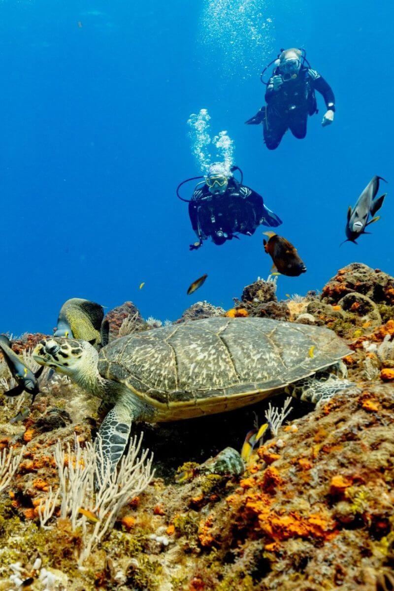 Two divers watchin a turtle on the reef.