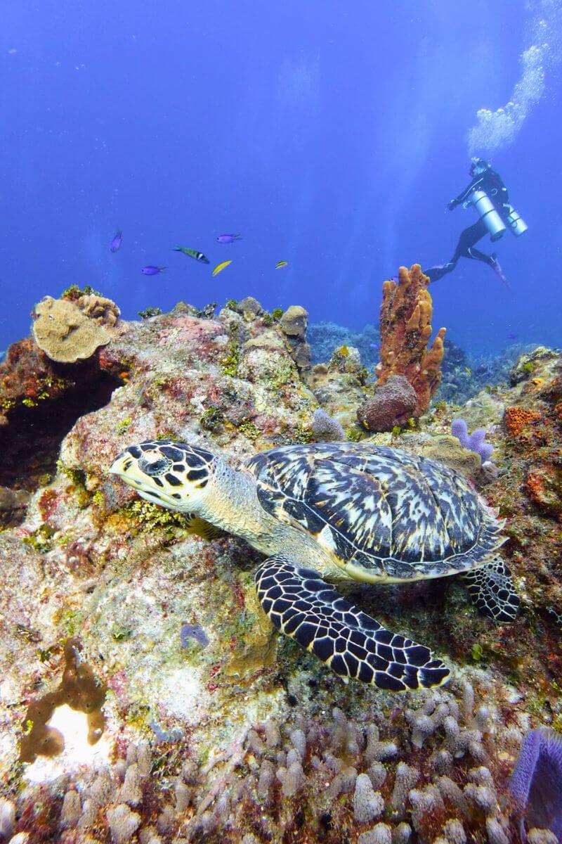 A turtle on the reef at Cozumel