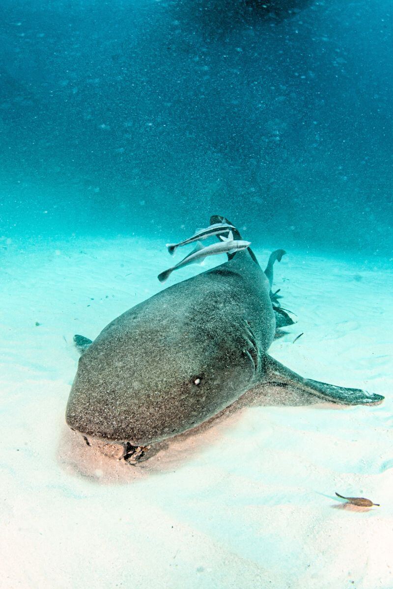 A Nurse Shark on the sandy ocean floor off Cozumel.
