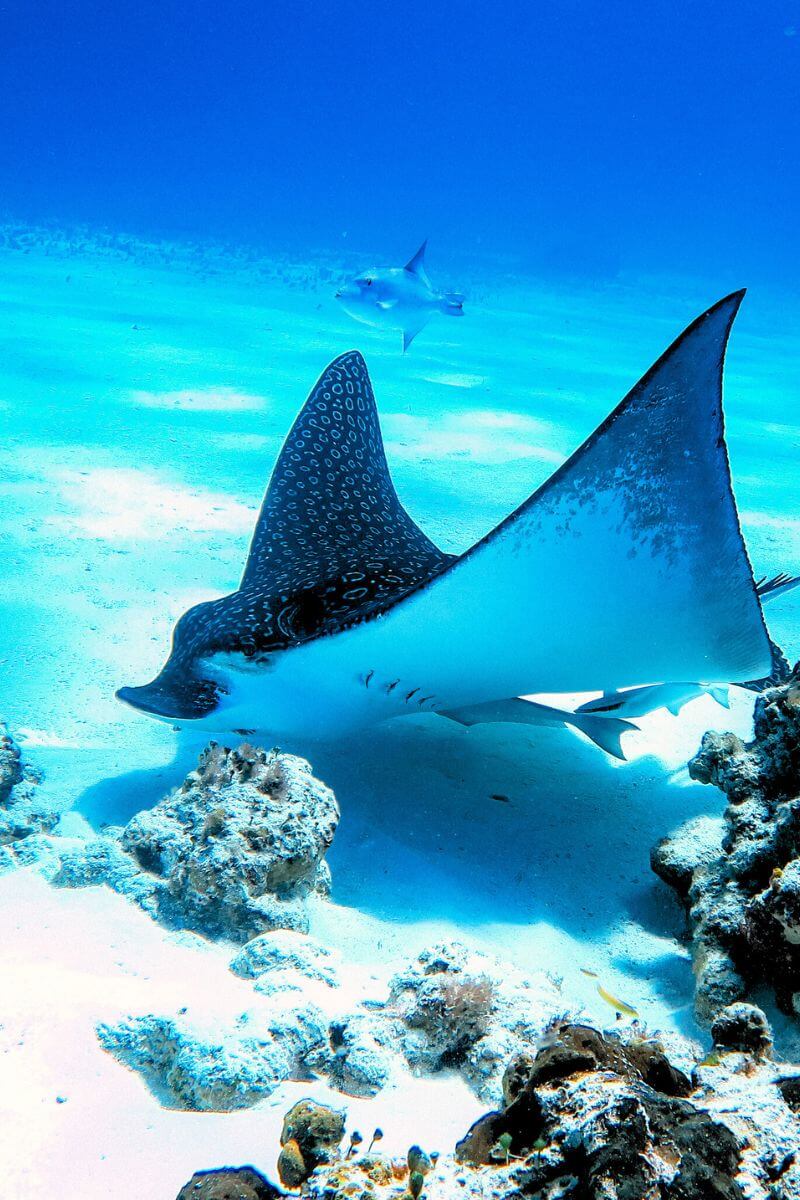 A Spotted Eagle Ray swimming