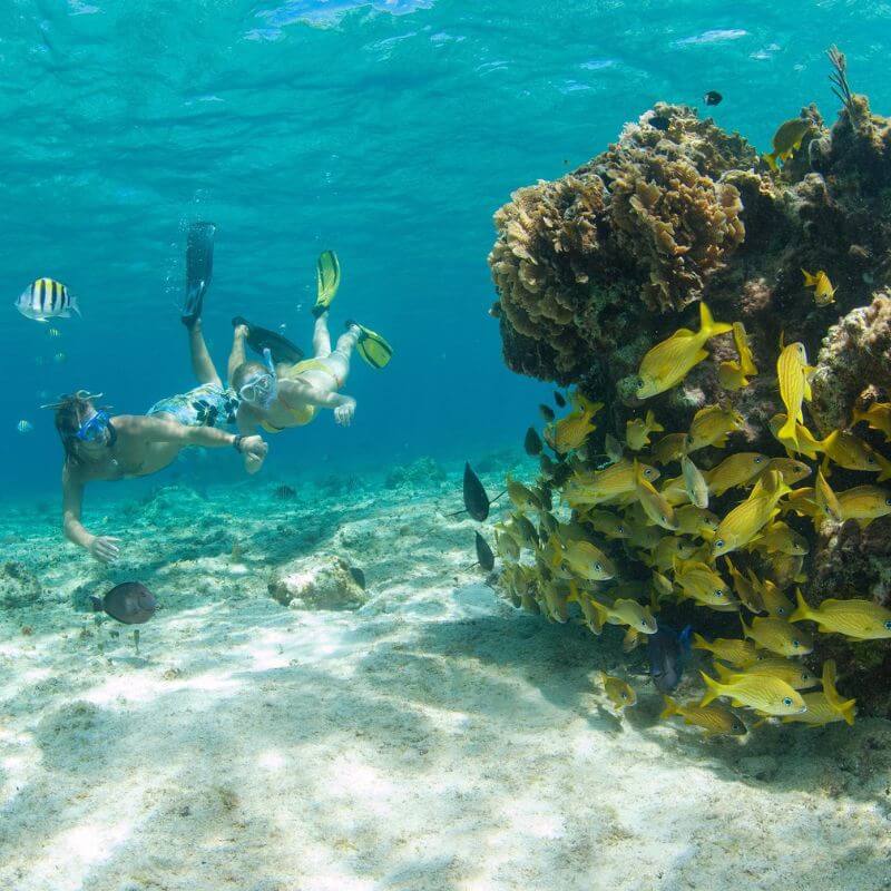 A couple snorkeling and looking at the fish around the reef at the Money Bar.