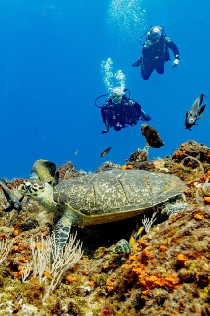 Scuba divers looking at a sea turtle on the reef at Arrecifes de Cozumel Marine Park.