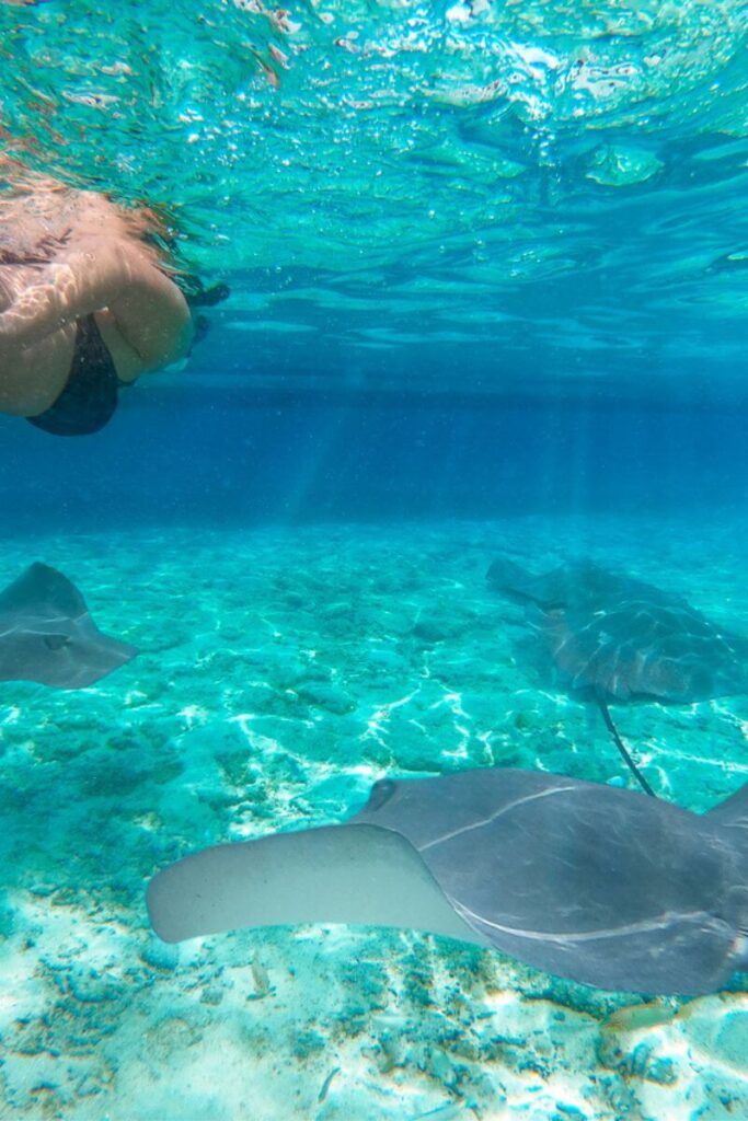 Arrecifes de Cozumel Marine Park, snorkeling with rays in the shallow ocean.