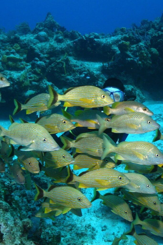 Arrecifes de Cozumel National Marine Park