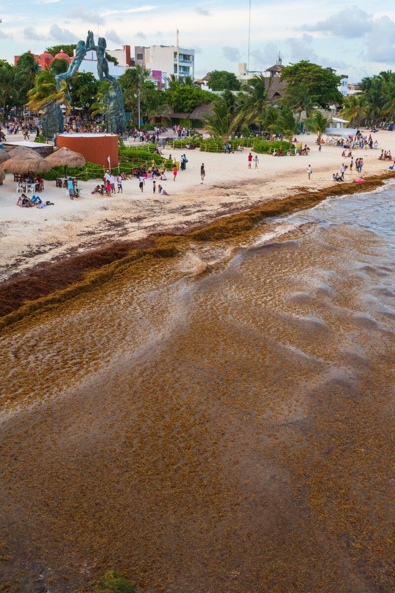 The shoreline covered in sargassum at Playa Del Carmen during a bad period.