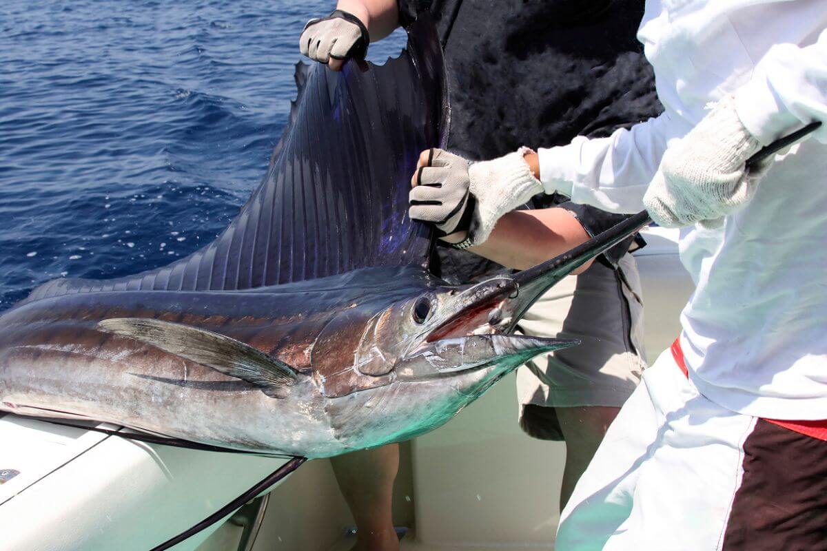 A marlin being brought onto a fishing boat off Cozumel.