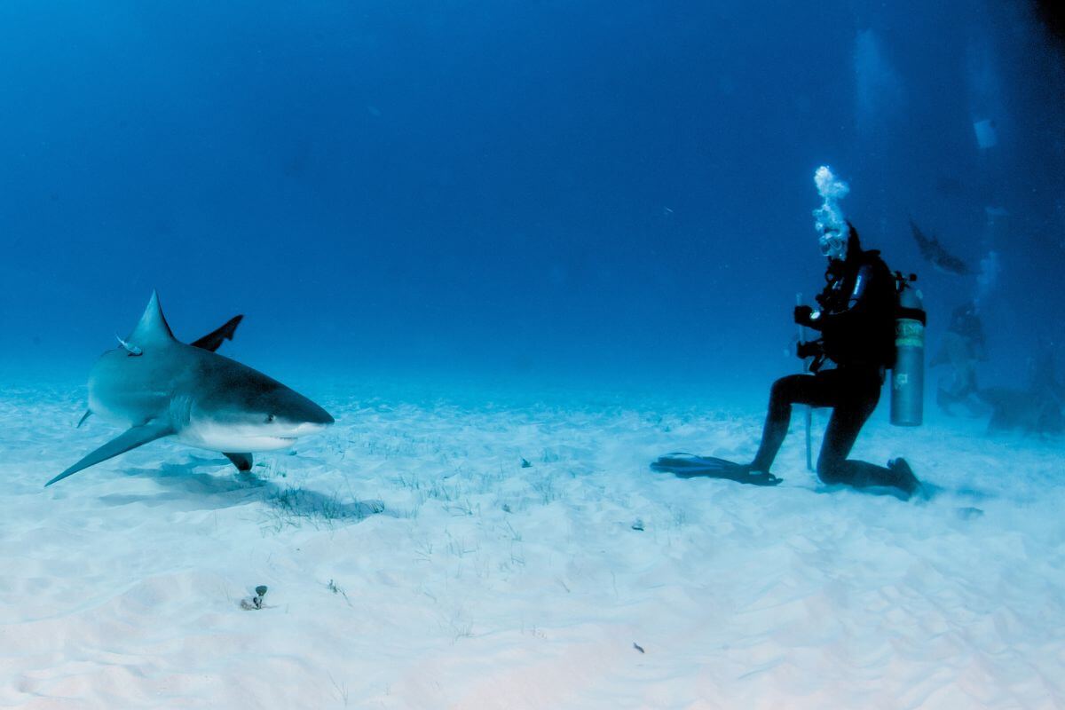 Dive with Bull Sharks