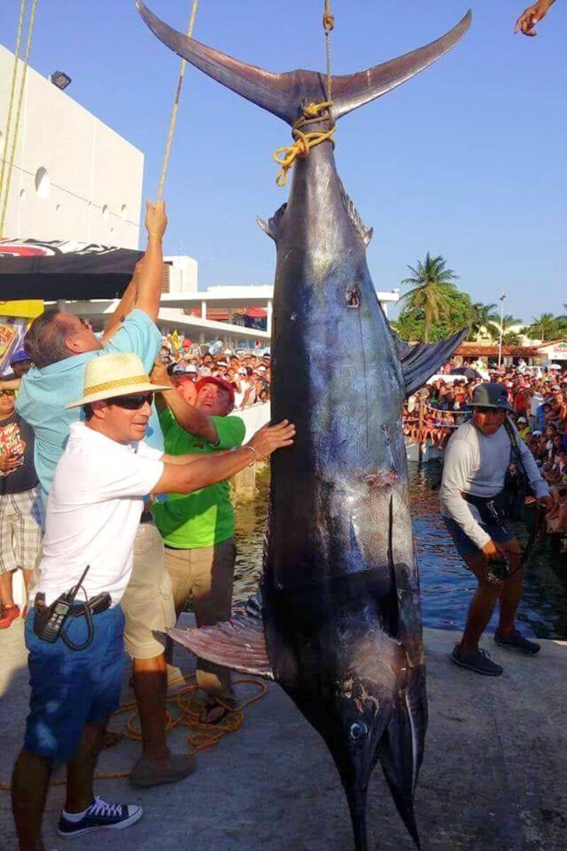 A huge marlin at a Fishing Tournament Weigh In