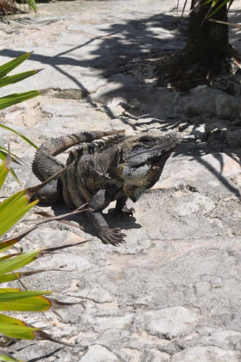 A large Iguana on a path at Punta Sur park in Cozumel.