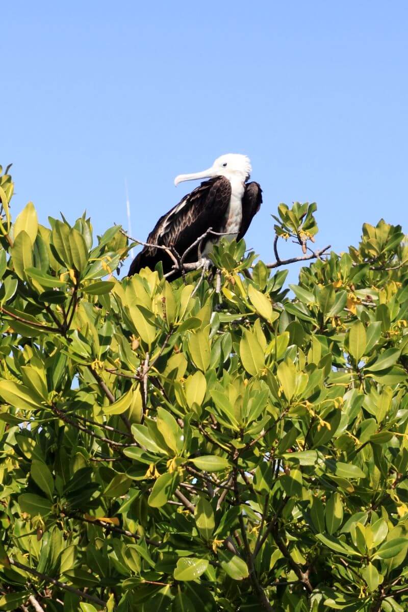 Marine Bird in a tree at Punta Sur Eco Park
