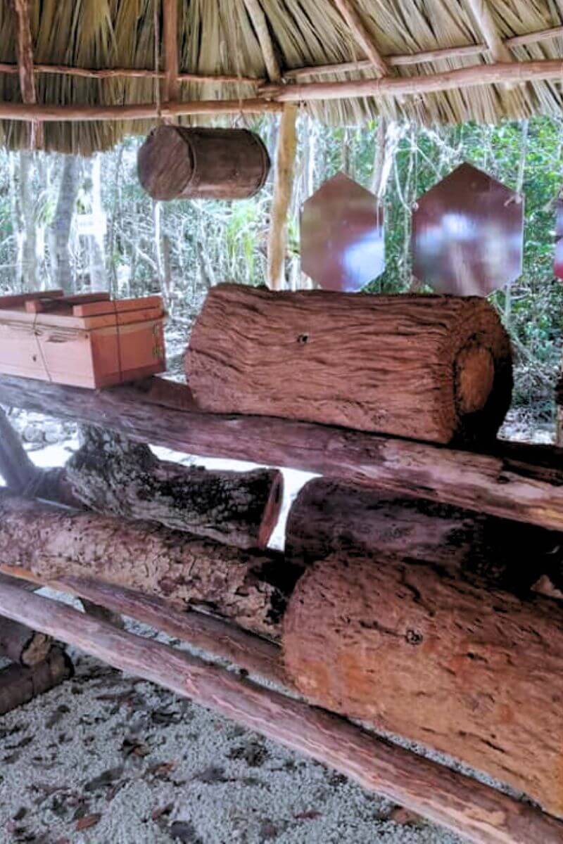 Melipona bees being kept at the Mayan Bee Sanctuary.