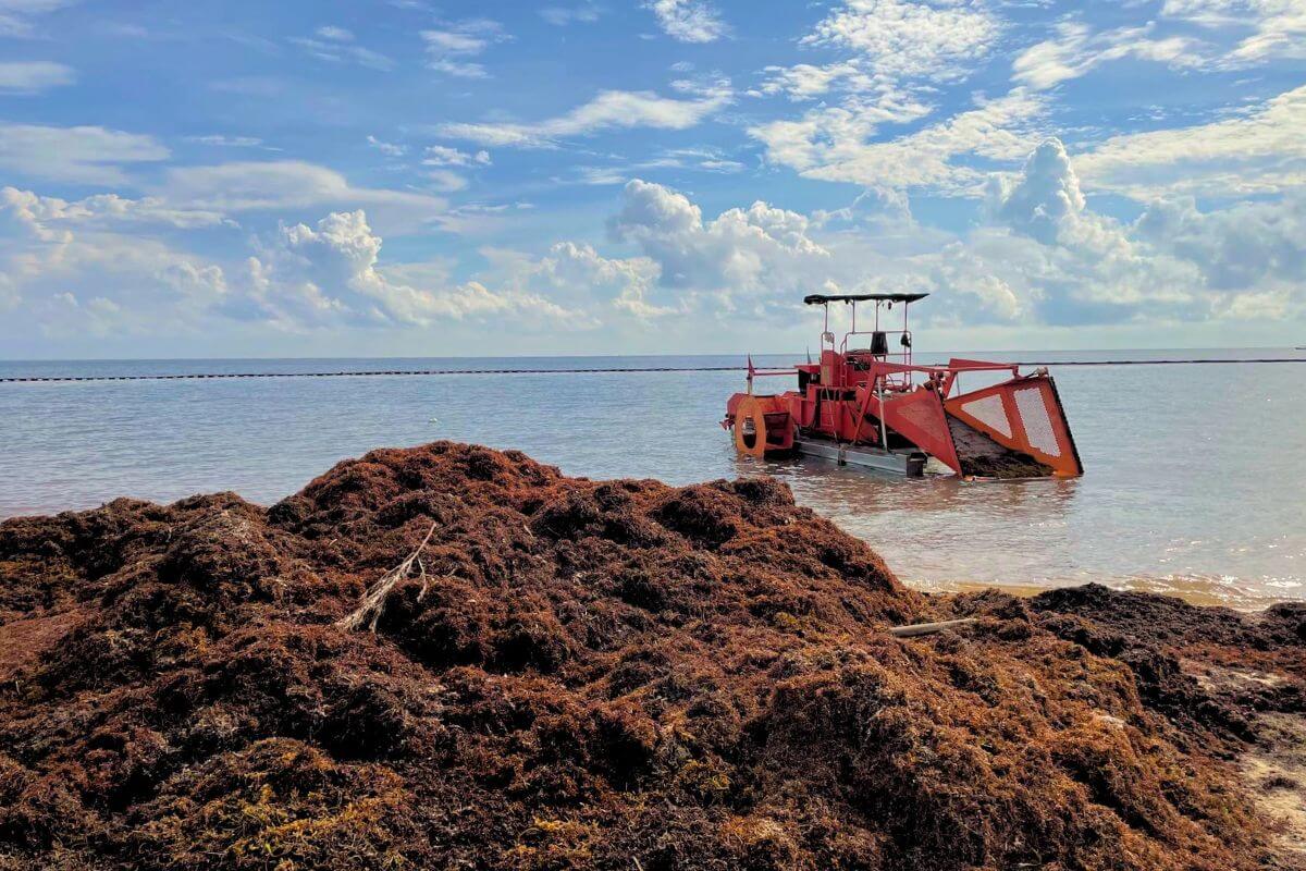 Piles of Sargassum on a beach in Cozumel, with a sargassum removal boat in the background.