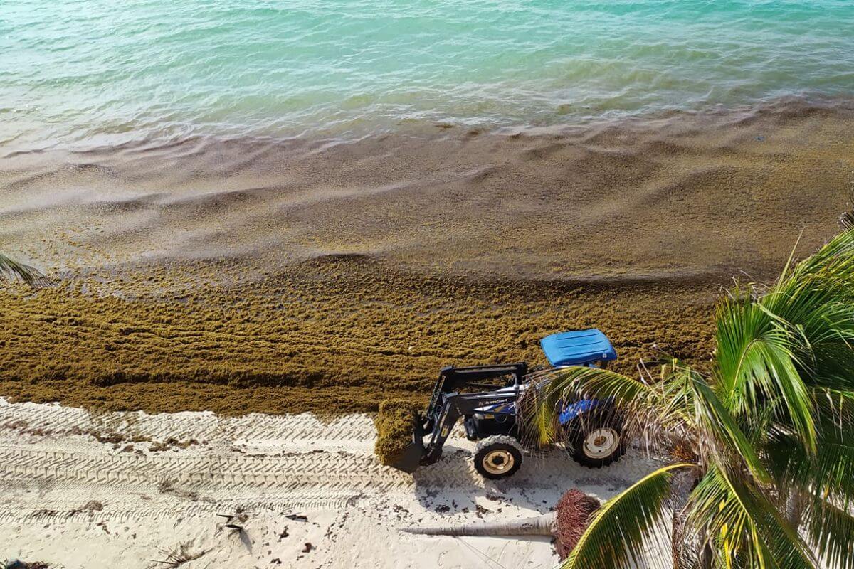 A tractor on a beach removing Sargassum in Cozumel