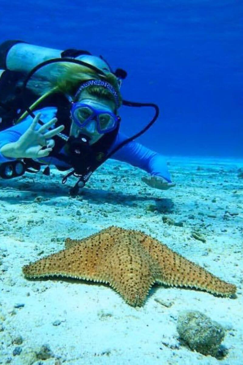 A scuba diver looking at a starfish.
