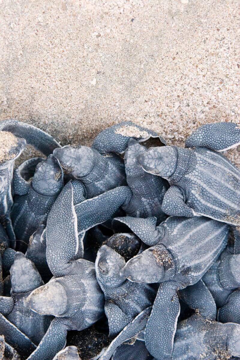 Baby sea turtles hatching from a nest.