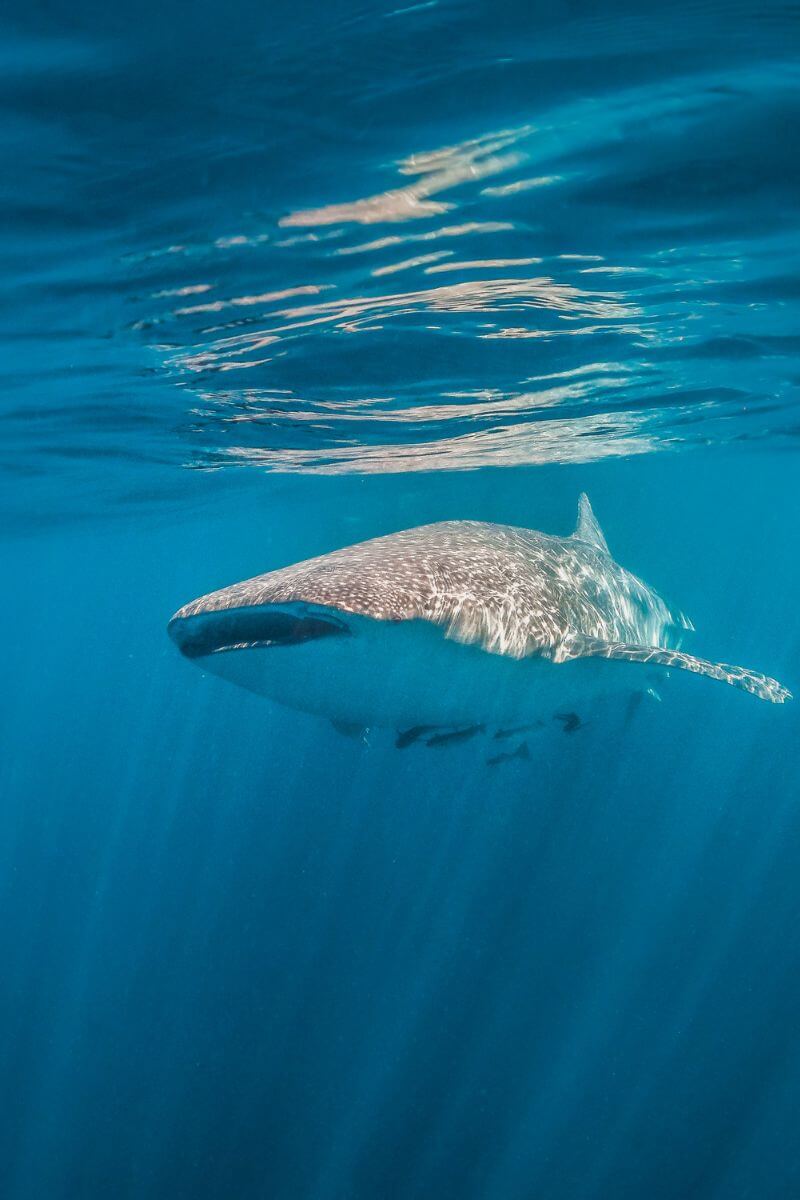 A huge whale shark just below the surface of the ocean.