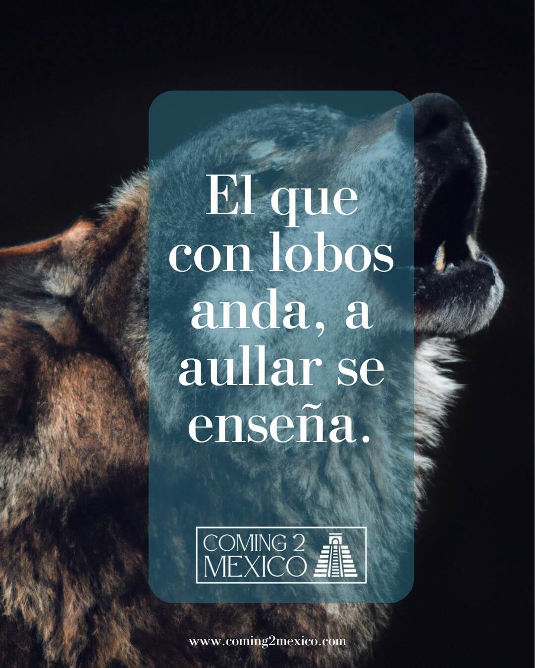"El que con lobos anda, a aullar se enseña." - He who runs with wolves will learn to howl.