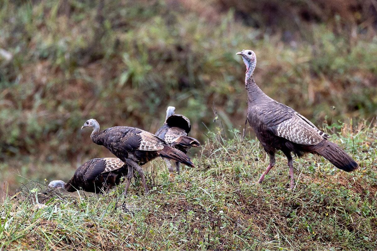 Wild Turkeys Wild turkeys