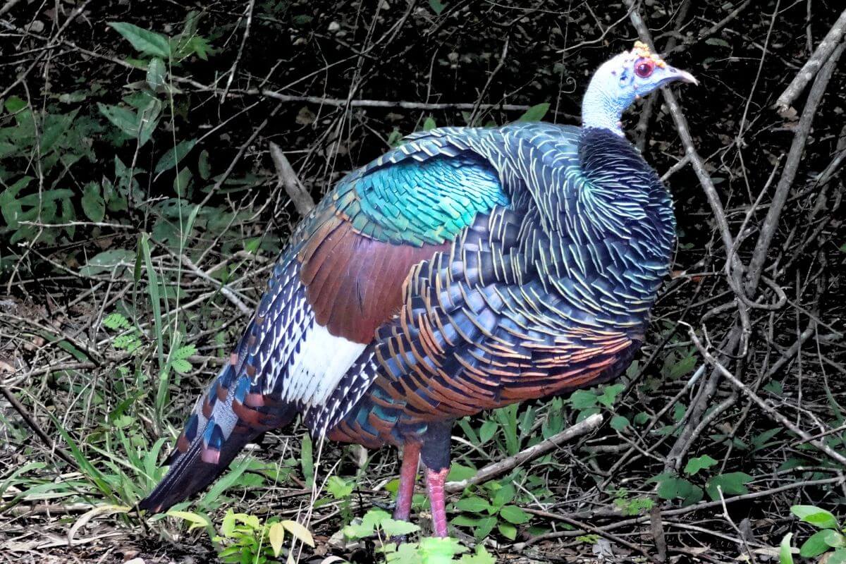 Wild Ocellated Turkey Of The Yucatan Wild ocellated turkey in mexico