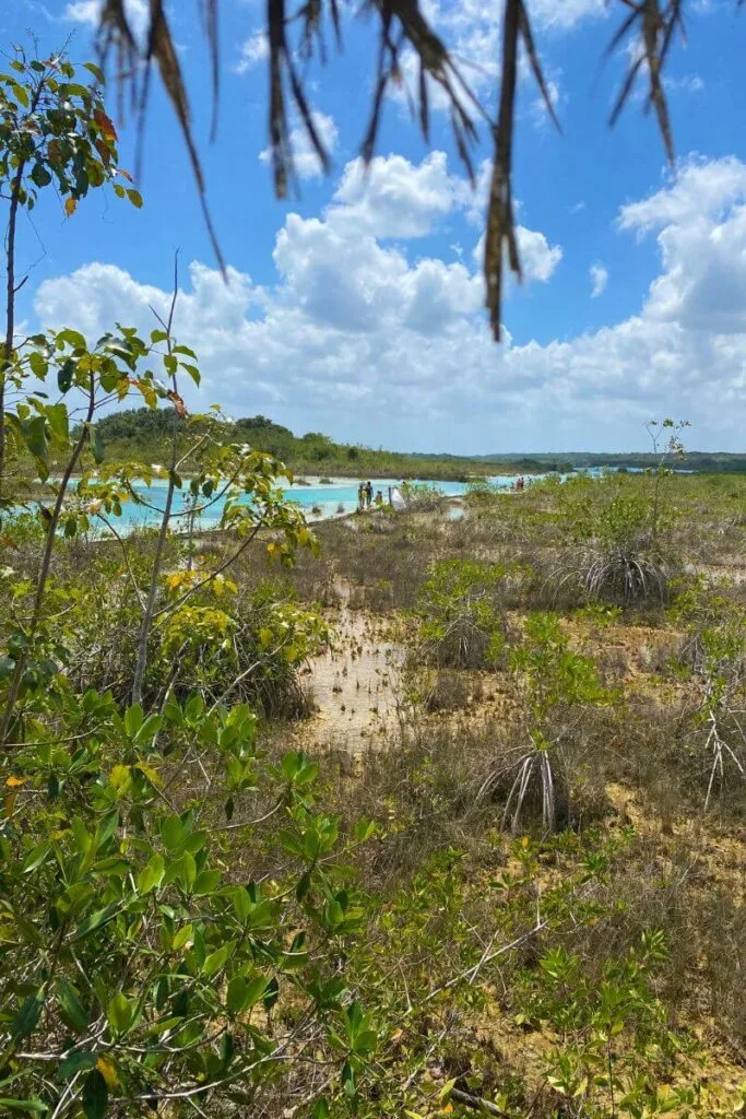 Floating Through Paradise: An Afternoon At Los Rapidos Bacalar 9 A view over the mangroves to los rapidos bacalar
