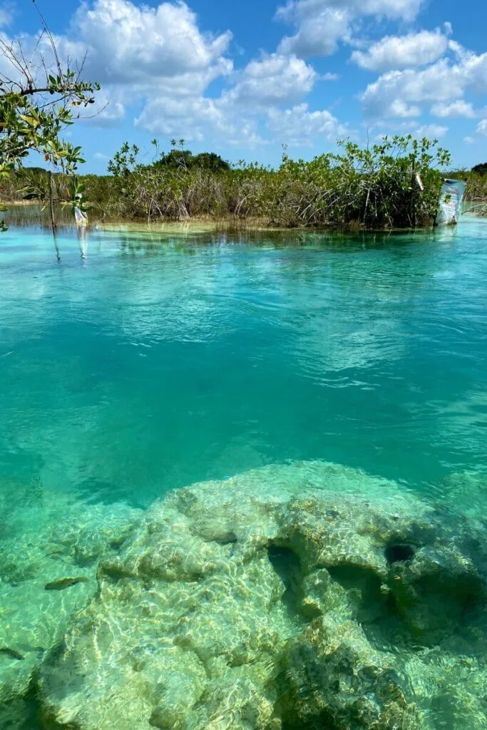 Floating Through Paradise: An Afternoon At Los Rapidos Bacalar 3 Manglar forest at los rapidos bacalar