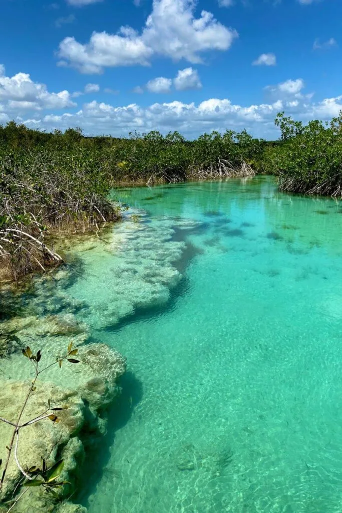 Floating Through Paradise: An Afternoon At Los Rapidos Bacalar 4 Healthy mangroves at los rapidos bacalar