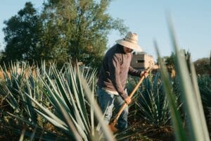 Home 7 Celebrating labor day in mexico