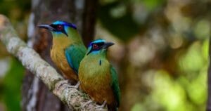 Home 3 The legend of the motmot