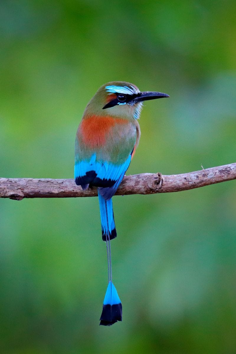 The Legend Of The Motmot The legend of the motmot