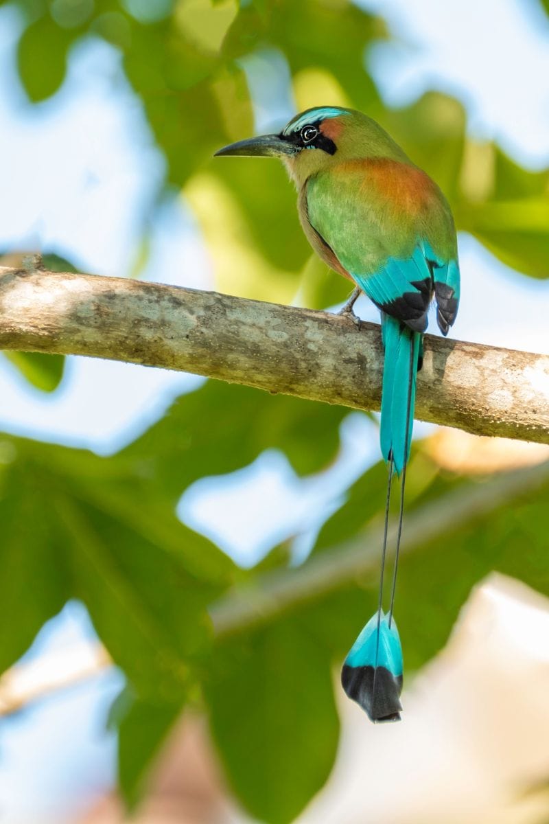 The Legend Of The Motmot The legend of the motmot