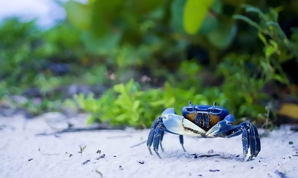 Blue Land Crab Cancun Blue crabs of cancun