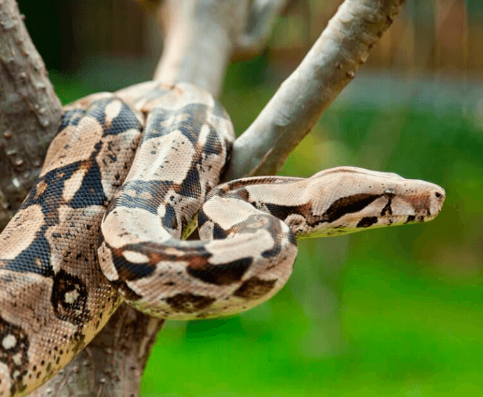 Boa Imperator Boa imperator
