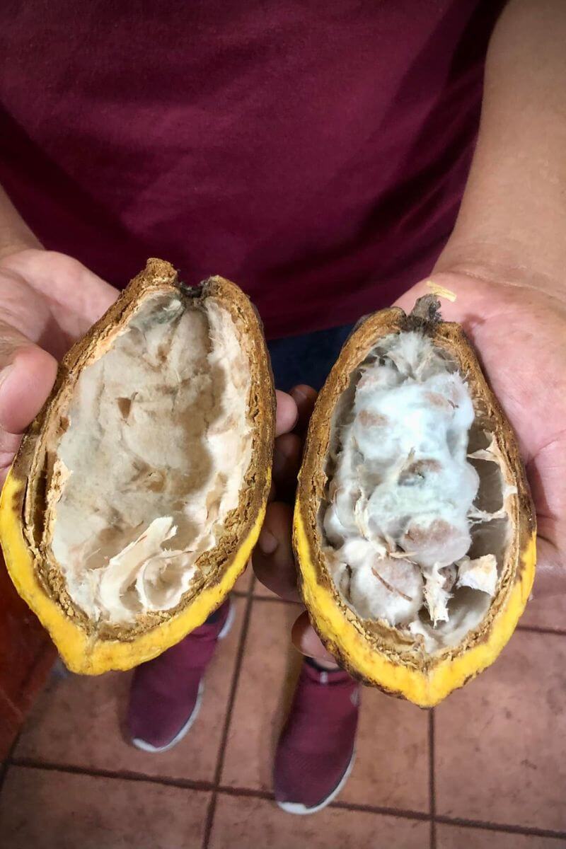 Chocolate In Mexico An open cacao pod