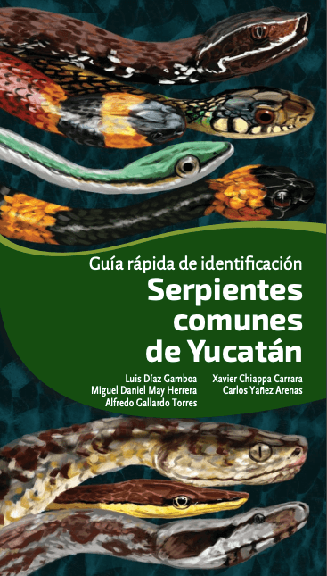 Common Snakes Of The Yucatan Common snakes of the yucatan