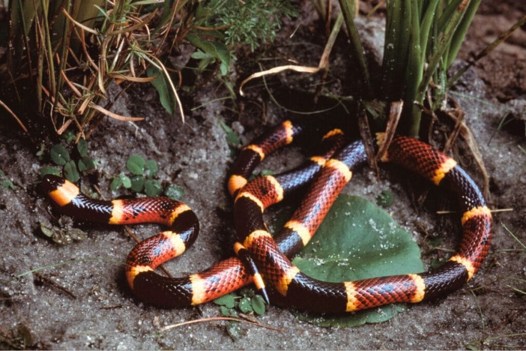 Snakes In The Yucatan: Fear, Folklore, And Ecological Importance 1 Venomous coral snake