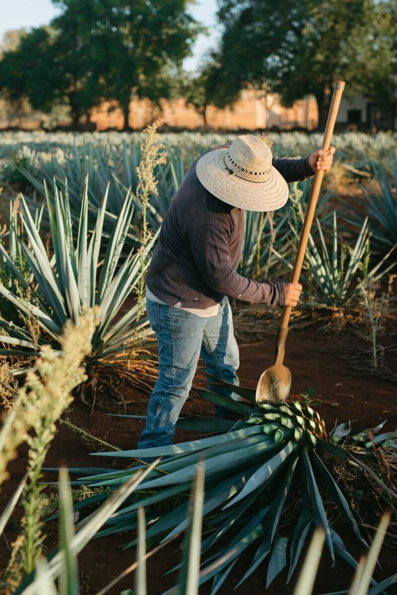 Jimadero Tequila Jimadero harvesting agave piñas