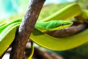 Mexican green vine snake