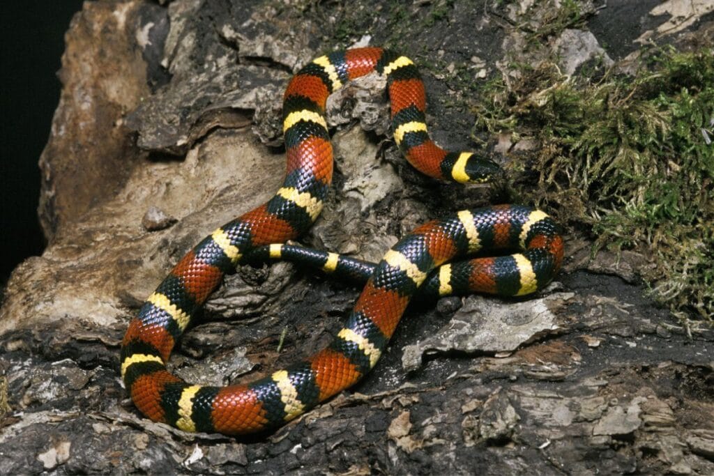 Snakes In The Yucatan: Fear, Folklore, And Ecological Importance 2 Non-venomous milksnake