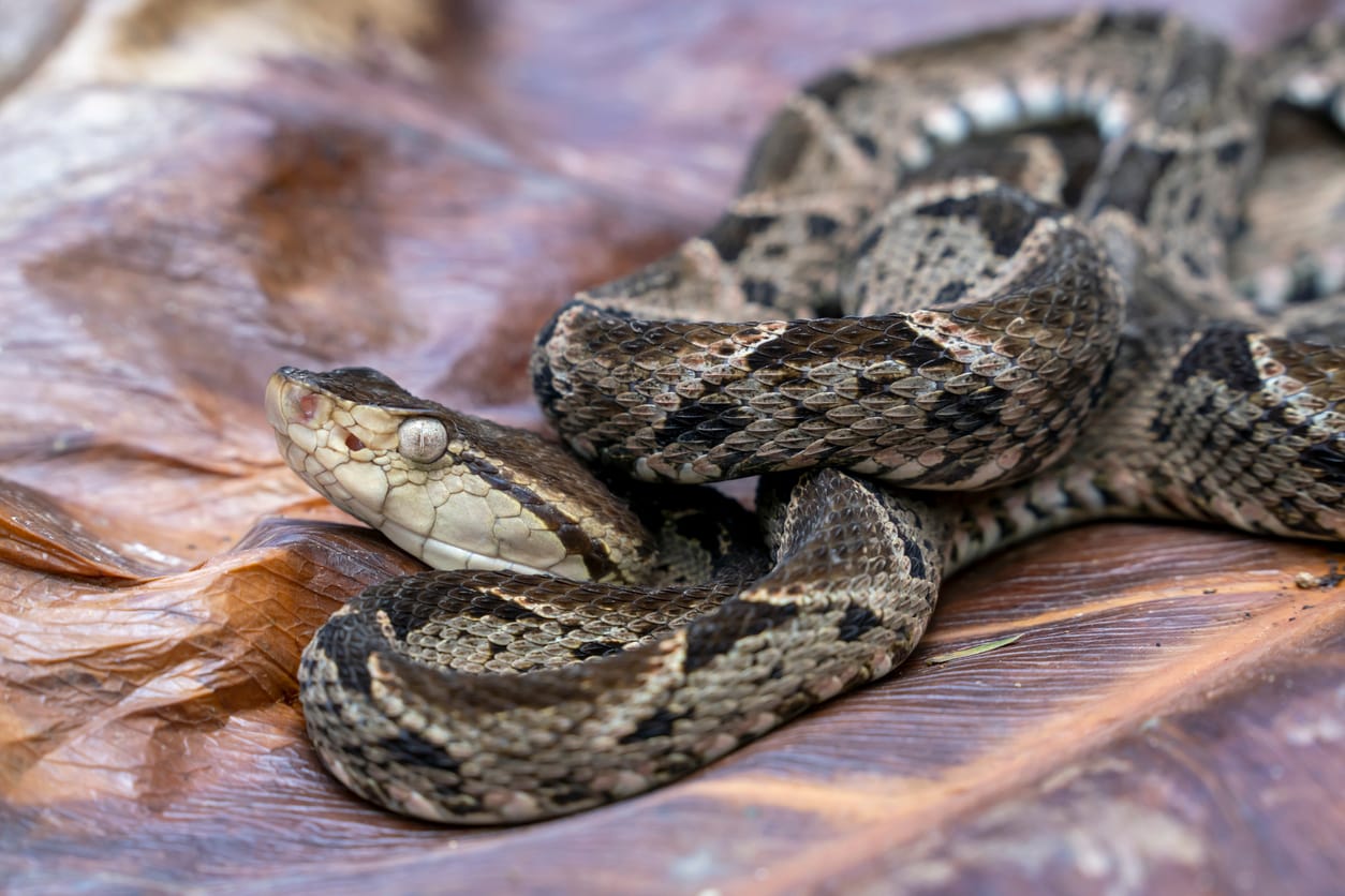 Venomous Fer-De-Lance (Bothrops Asper) Pit Viper Snake - Terciopelo Fer-de-lance venomous snakes in the yucatan