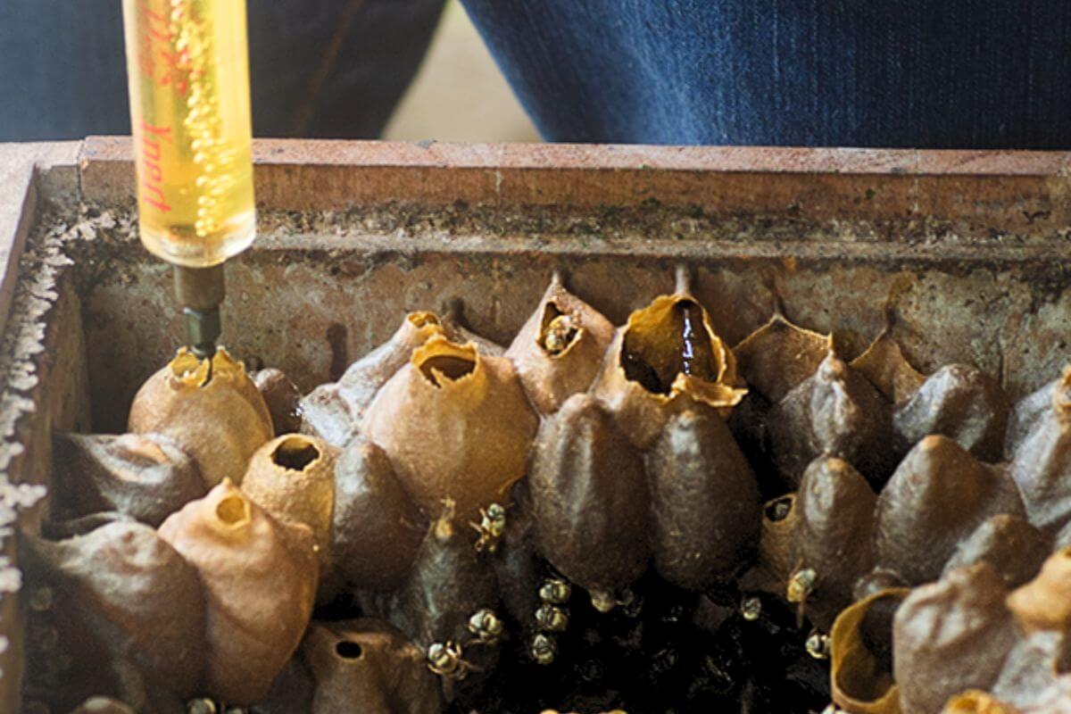 Harvesting Melipona Honey Harvesting melipona honey by hand