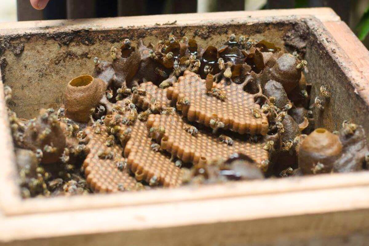 Melipona Bee Hive Melipona hive construction