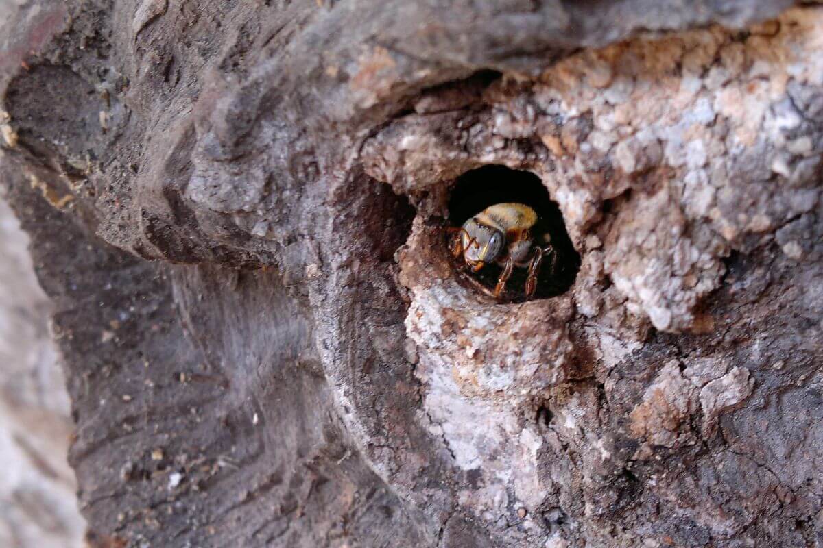 Melipona Guard Bee Bee guarding the entrance to a traditional melipona hive